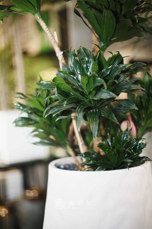 白高脚瓷盆-太阳神 商品图2