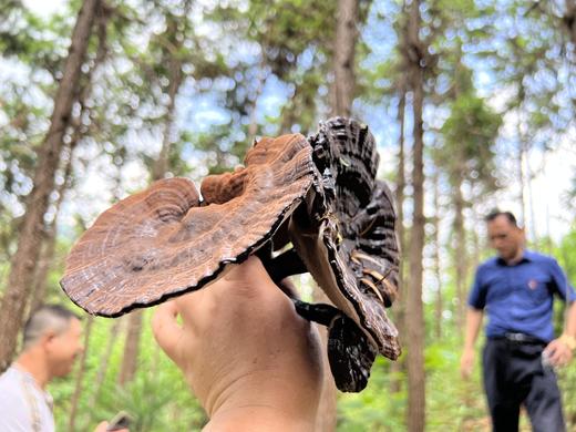 【秒杀】壮乡瑶寨林下仿野生灵芝，纯天然 无污染 ，没有任何农药化肥，浓浓菌香，微苦，回味甘甜 商品图7