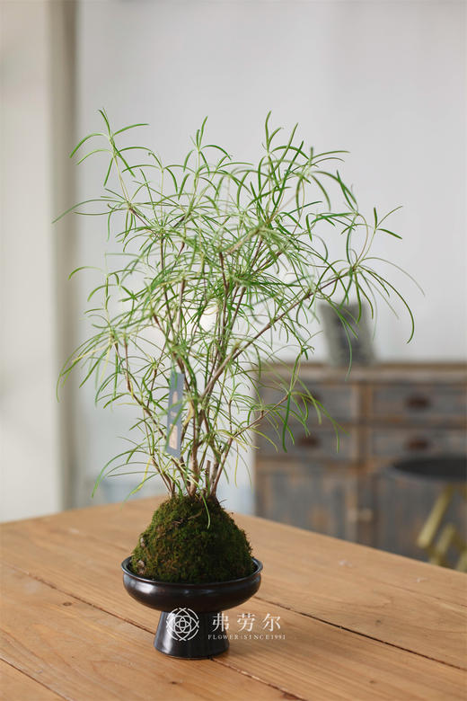 柳叶松 商品图2