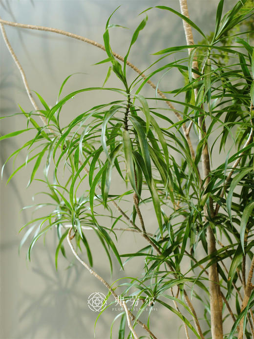 柳叶百合 商品图2