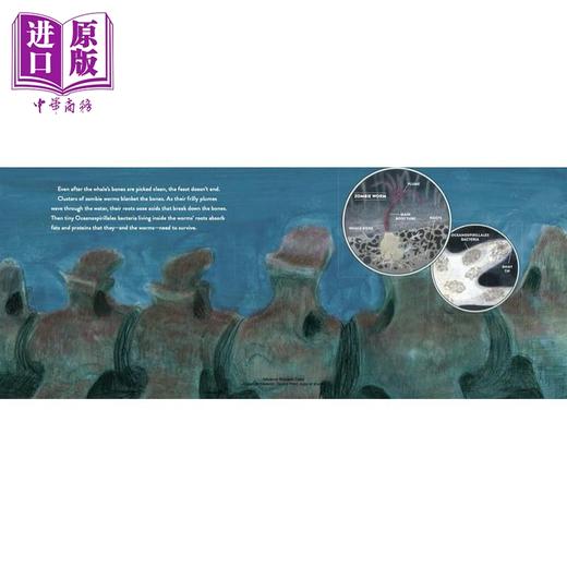 【中商原版】Whale Fall: Exploring an Ocean-Floor Ecosystem 鲸落：发现海洋的生态 英文原版精装儿童科普绘本知识百科图书 商品图1