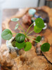 镜面草盆栽 商品缩略图1