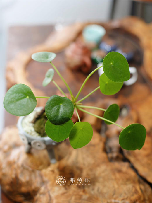 镜面草盆栽 商品图1