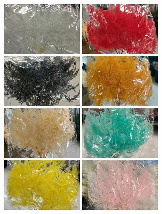 永生花--芒其叶 商品图0