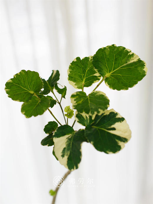 花叶福禄桐 商品图1