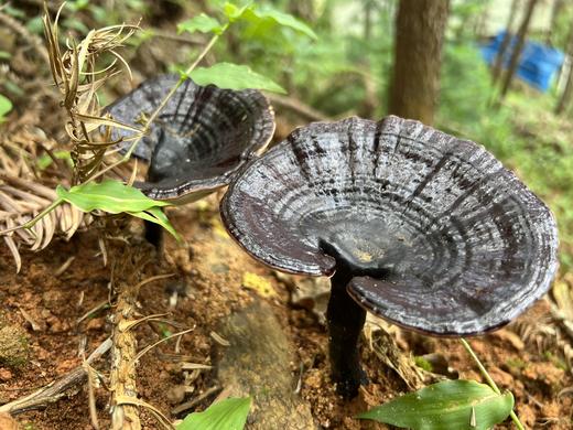 【秒杀】壮乡瑶寨林下仿野生灵芝，纯天然 无污染 ，没有任何农药化肥，浓浓菌香，微苦，回味甘甜 商品图0
