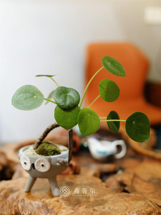 镜面草盆栽 商品图0