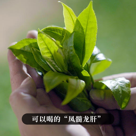 【蛮砖】2023年头春头采古树茶古六大茶山里蕞隐藏的实力王者后期陈化王者 商品图1