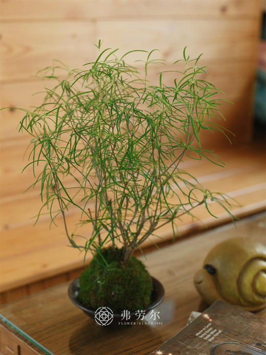 柳叶松 商品图0