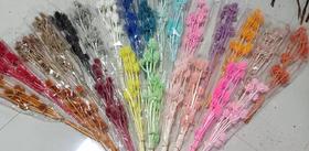 永生花--蓝星球