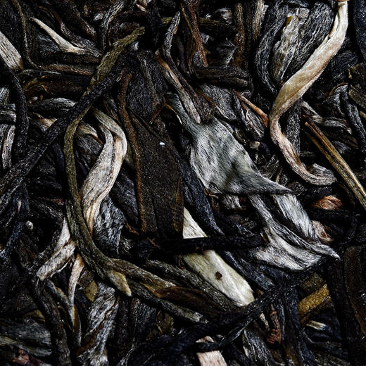 【蛮砖】2023年头春头采古树茶古六大茶山里蕞隐藏的实力王者后期陈化王者 商品图9