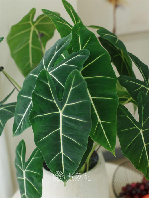 天鹅绒 商品图1