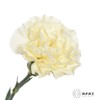 单头康乃馨 | 奶油 商品缩略图1