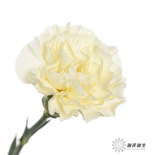 单头康乃馨 | 奶油 商品图1