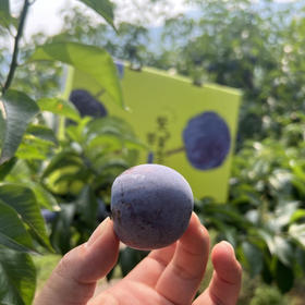 周三配送！不早不晚
朴真自然  重食甜蜜——紫翠蜜李