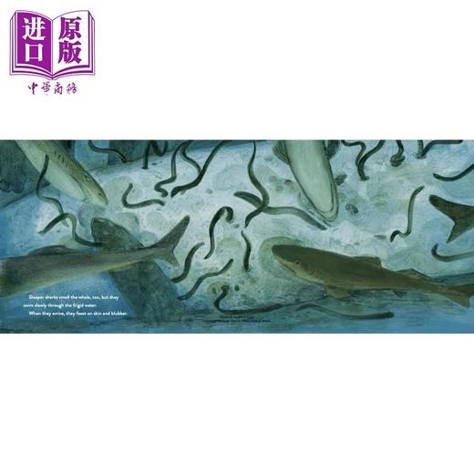 【中商原版】Whale Fall: Exploring an Ocean-Floor Ecosystem 鲸落：发现海洋的生态 英文原版精装儿童科普绘本知识百科图书 商品图2