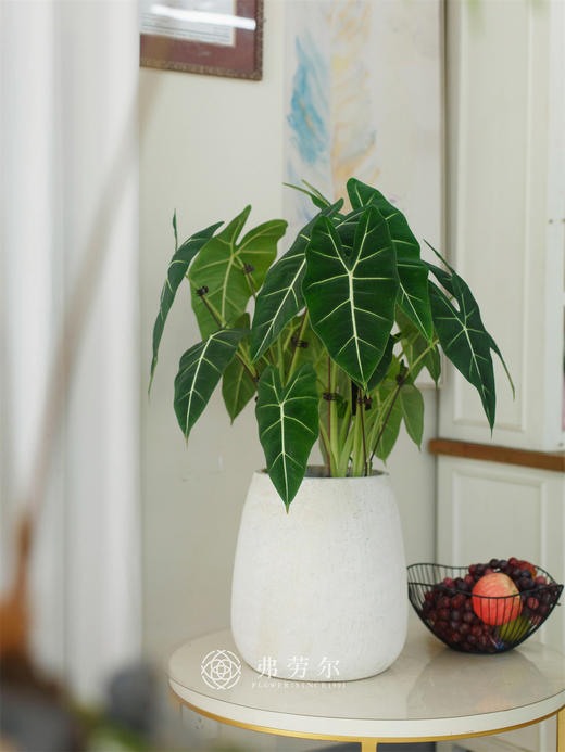 天鹅绒 商品图0