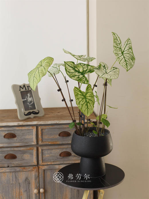 白色恋人 商品图0