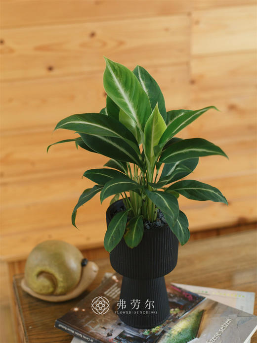 流星雨 商品图2