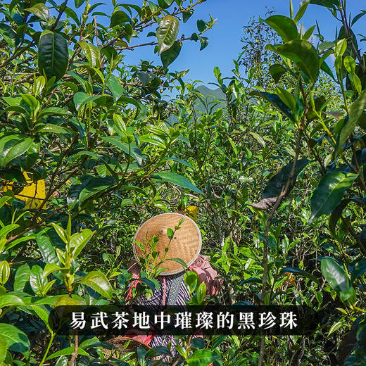 【蛮砖】2023年头春头采古树茶古六大茶山里蕞隐藏的实力王者后期陈化王者 商品图6