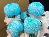 海盛单头牡丹菊-蓝色-5支 商品缩略图0