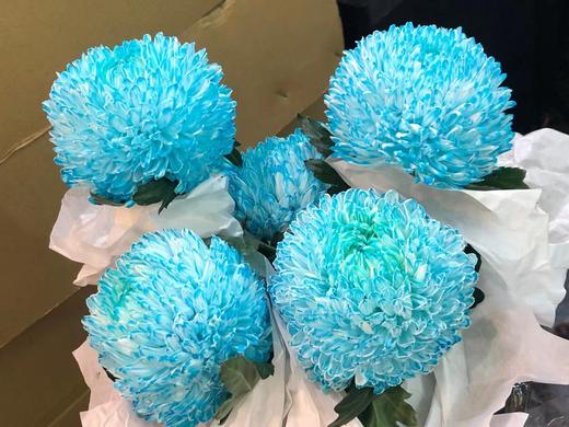 海盛单头牡丹菊-蓝色-5支 商品图0