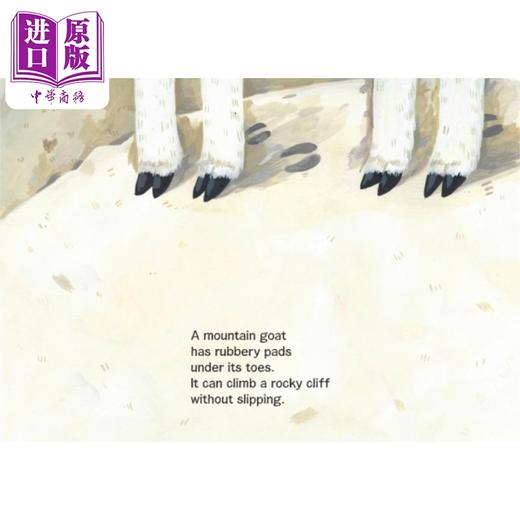 【中商原版】Whose footprint is that? 那是谁的脚印？英文原版精装儿童科普绘本 动物知识百科图画书 进口精品绘本儿童读物 商品图4