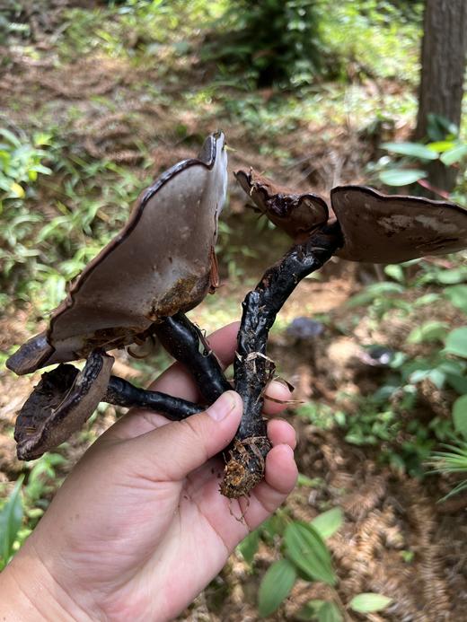 【秒杀】壮乡瑶寨林下仿野生灵芝，纯天然 无污染 ，没有任何农药化肥，浓浓菌香，微苦，回味甘甜 商品图5