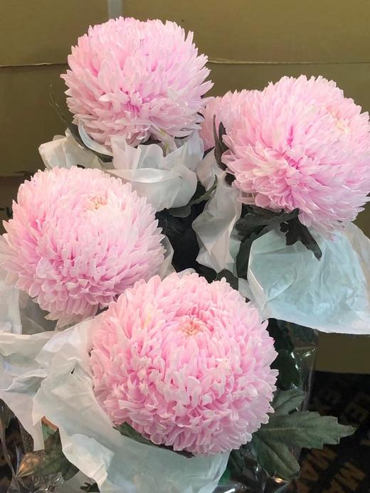 海盛单头牡丹菊-淡粉色-5支 商品图0