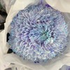 海盛单头菊-牡丹菊-蓝紫-5支 商品缩略图1