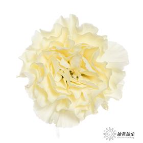 单头康乃馨 | 奶油