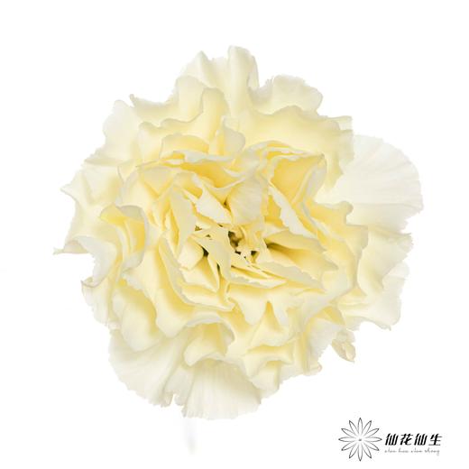 单头康乃馨 | 奶油 商品图0