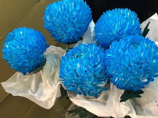 海盛单头牡丹菊-蓝色-5支 商品图0