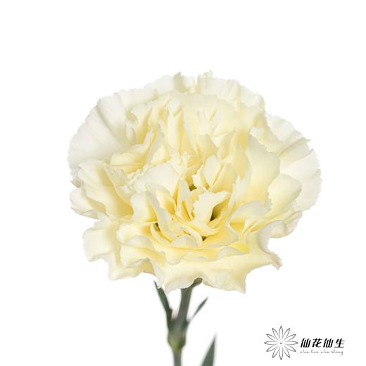 单头康乃馨 | 奶油 商品图3