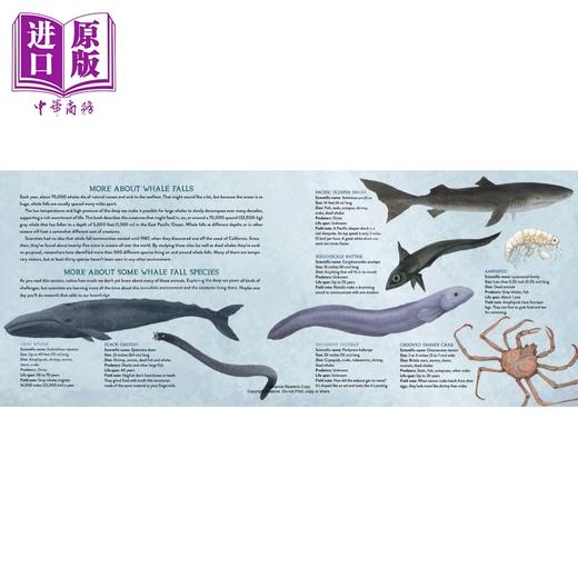 【中商原版】Whale Fall: Exploring an Ocean-Floor Ecosystem 鲸落：发现海洋的生态 英文原版精装儿童科普绘本知识百科图书 商品图3