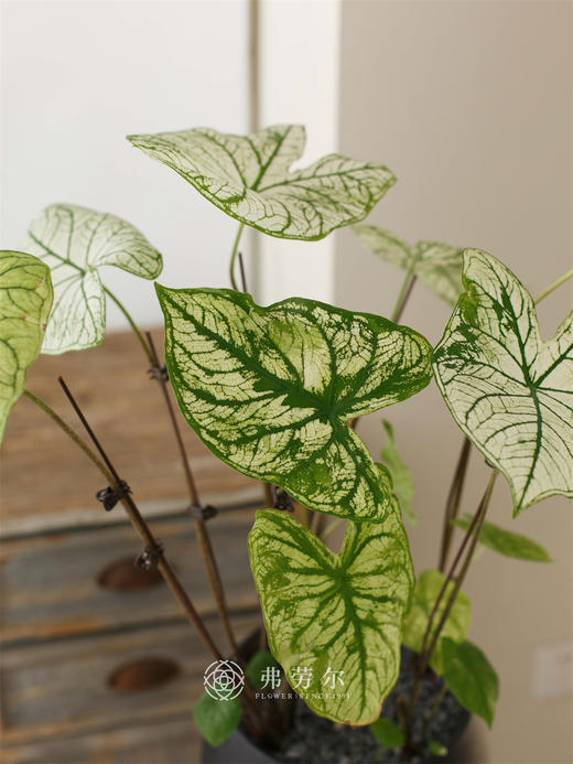 白色恋人 商品图1