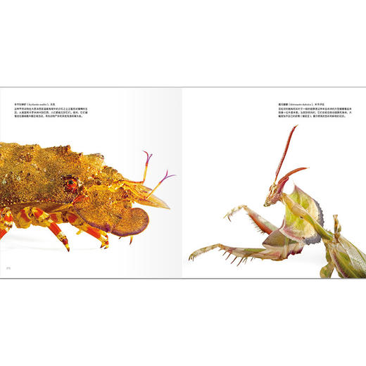 《多样的生命：“影像方舟”的奇妙动物》 商品图6