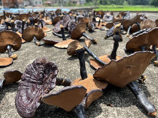 【秒杀】壮乡瑶寨林下仿野生灵芝，纯天然 无污染 ，没有任何农药化肥，浓浓菌香，微苦，回味甘甜 商品图3