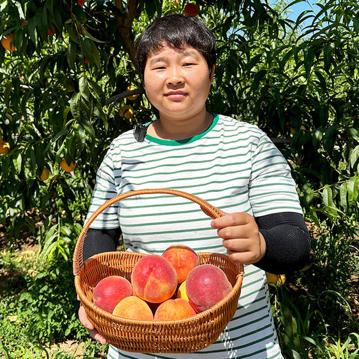 北京平谷黄金蜜桃  果肉细腻  甜糯汁水足  有特别的果香  黄桃 桃子  礼盒装 商品图10