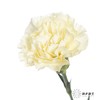 单头康乃馨 | 奶油 商品缩略图2