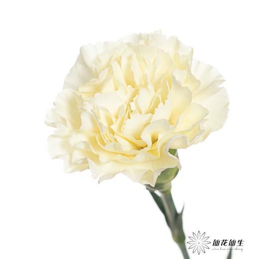 单头康乃馨 | 奶油 商品图2