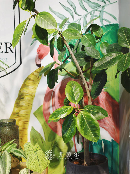 富贵榕 商品图1
