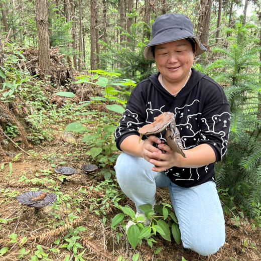 【秒杀】壮乡瑶寨林下仿野生灵芝，纯天然 无污染 ，没有任何农药化肥，浓浓菌香，微苦，回味甘甜 商品图1