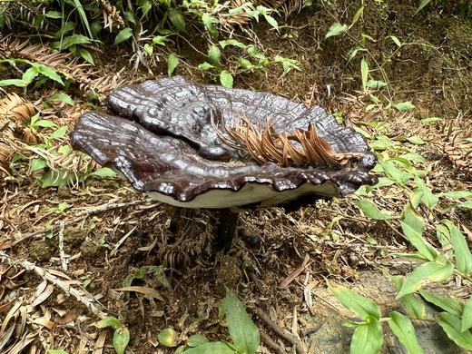 【秒杀】壮乡瑶寨林下仿野生灵芝，纯天然 无污染 ，没有任何农药化肥，浓浓菌香，微苦，回味甘甜 商品图4