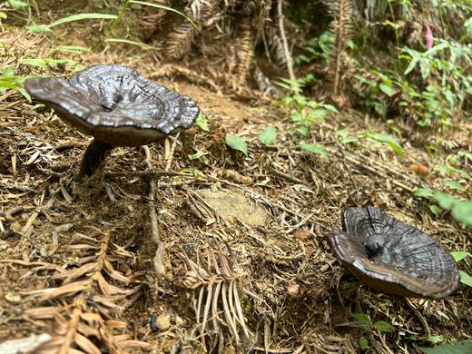 【秒杀】壮乡瑶寨林下仿野生灵芝，纯天然 无污染 ，没有任何农药化肥，浓浓菌香，微苦，回味甘甜 商品图2