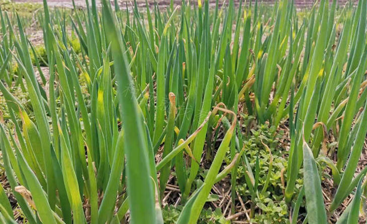 大葱霜霉病疫病
