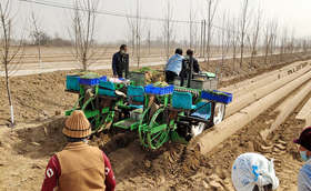 大葱移栽前的增产工作您做了吗? 