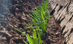 大葱移栽一个月不见长是不是肥少了 