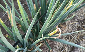 大葱干尖如何应对 