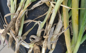 大葱根腐病的症状您知道吗?点击查看用药方案 